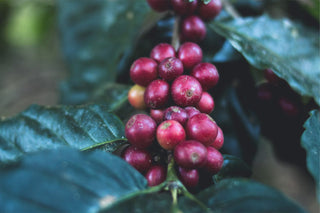 Caffè Arabica e Robusta, caratteristiche e differenze tra le due varietà