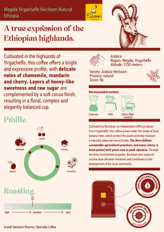 Wegida Yirgacheffe Heirloom Natural Äthiopien | Specialty Coffee