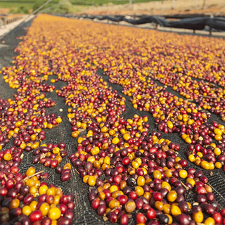 Spezialitätenkaffee-Kirschen auf einem Trocknungsnetz.
