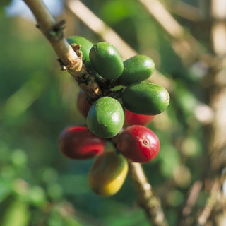 pianta di caffè - 3 momenti di maturazione delle bacche: verdi, rosse e gialle